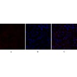 Immunofluorescence - Anti-p70 S6 Kinase Antibody (B7189) - Antibodies.com