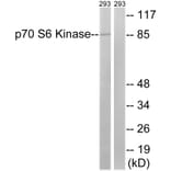 Western Blot - Anti-p70 S6 Kinase Antibody (B8156) - Antibodies.com