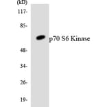 Western Blot - Anti-p70 S6 Kinase Antibody (R12-3291) - Antibodies.com