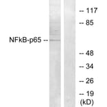 Western Blot - Anti-NF-kappaB p65 Antibody (B7172) - Antibodies.com