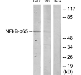 Western Blot - Anti-NF-kappaB p65 Antibody (B7170) - Antibodies.com
