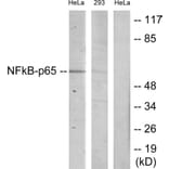 Western Blot - Anti-NF-kappaB p65 Antibody (B7170) - Antibodies.com