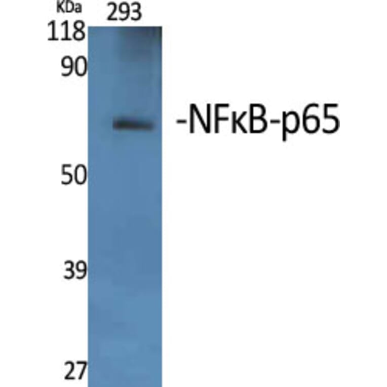Western Blot - Anti-NF-kappaB p65 Antibody (B7170) - Antibodies.com