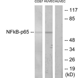 Western Blot - Anti-NF-kappaB p65 Antibody (B7173) - Antibodies.com