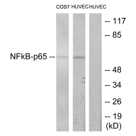 Western Blot - Anti-NF-kappaB p65 Antibody (B7173) - Antibodies.com