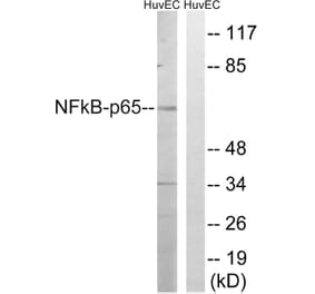 Western Blot - Anti-NF-kappaB p65 Antibody (B8049) - Antibodies.com