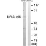 Western Blot - Anti-NF-kappaB p65 Antibody (B8049) - Antibodies.com