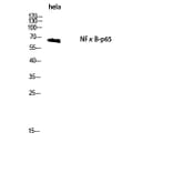 Western Blot - Anti-NF-kappaB p65 Antibody (B8049) - Antibodies.com