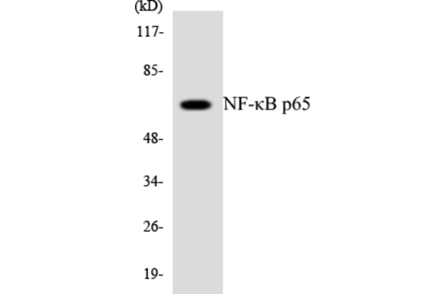 Western Blot - Anti-NF-kappaB p65 Antibody (R12-3091) - Antibodies.com