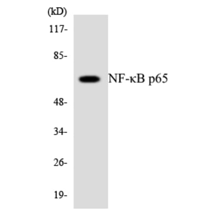 Western Blot - Anti-NF-kappaB p65 Antibody (R12-3091) - Antibodies.com