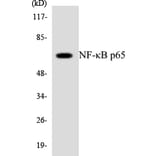 Western Blot - Anti-NF-kappaB p65 Antibody (R12-3091) - Antibodies.com