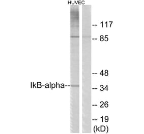 Western Blot - Anti-IkappaB-alpha Antibody (B7116) - Antibodies.com