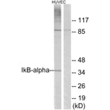 Western Blot - Anti-IkappaB-alpha Antibody (B7116) - Antibodies.com