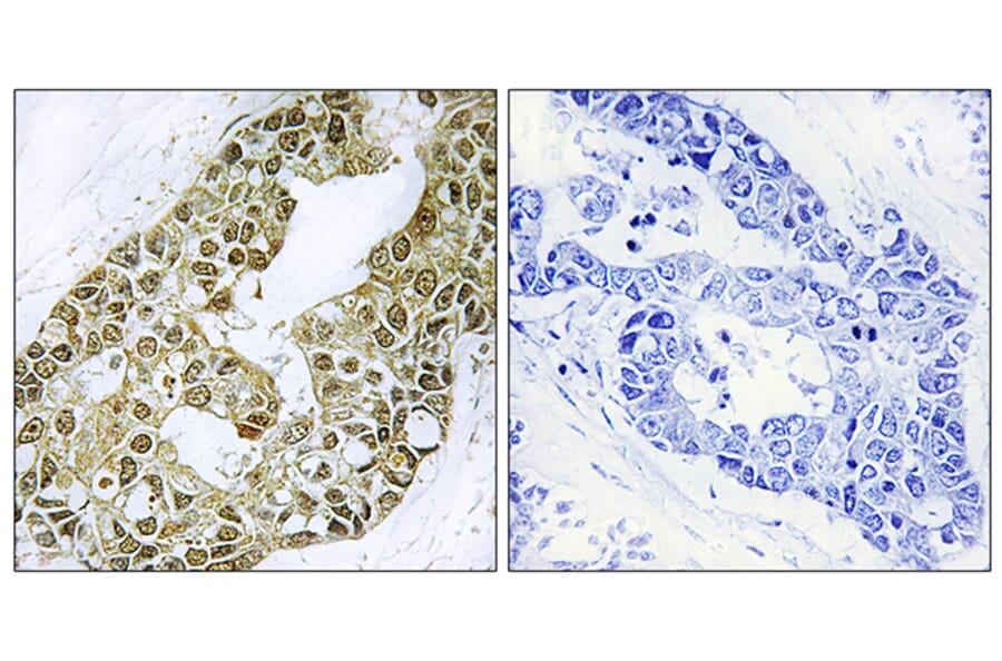Immunohistochemistry - Anti-IkappaB-alpha Antibody (B7116) - Antibodies.com