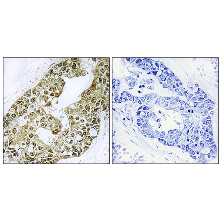 Immunohistochemistry - Anti-IkappaB-alpha Antibody (B7116) - Antibodies.com
