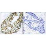 Immunohistochemistry - Anti-IkappaB-alpha Antibody (B7116) - Antibodies.com