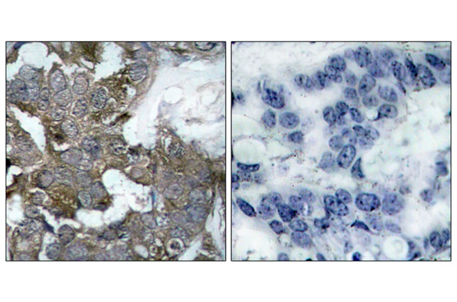 Immunohistochemistry - Anti-IkappaB-alpha Antibody (B7124) - Antibodies.com
