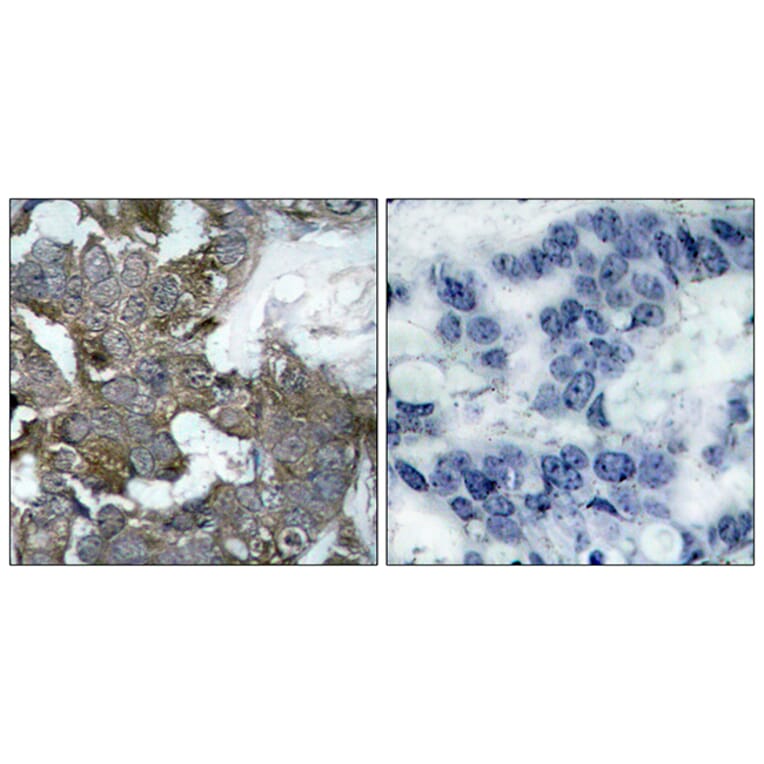 Immunohistochemistry - Anti-IkappaB-alpha Antibody (B7124) - Antibodies.com