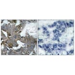 Immunohistochemistry - Anti-IkappaB-alpha Antibody (B7124) - Antibodies.com