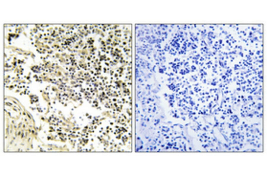 Immunohistochemistry - Anti-IkappaB-alpha Antibody (B1053) - Antibodies.com