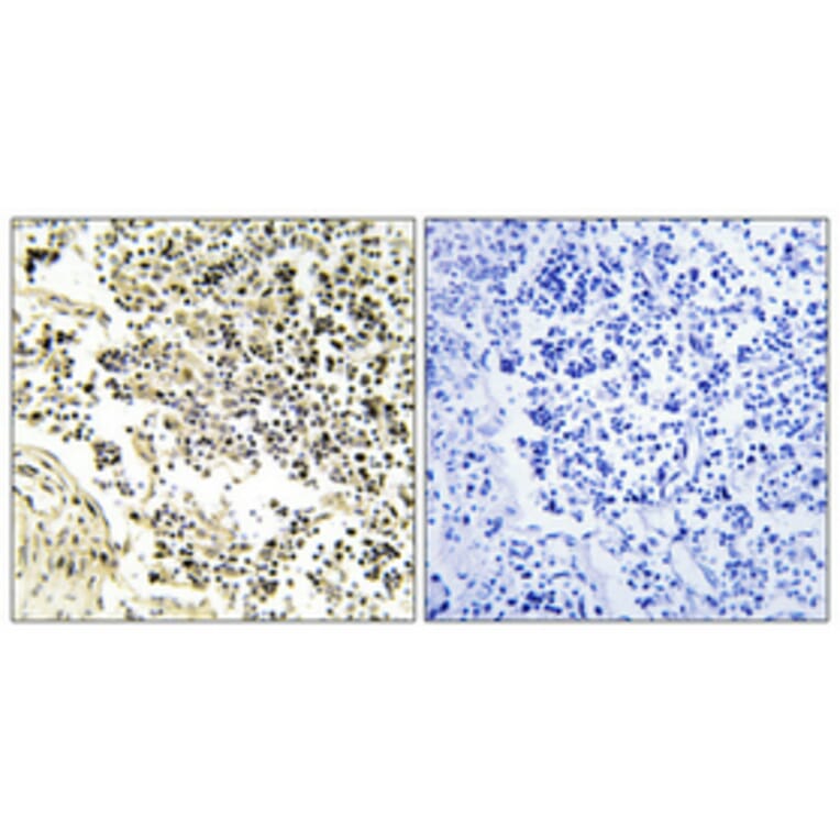 Immunohistochemistry - Anti-IkappaB-alpha Antibody (B1053) - Antibodies.com