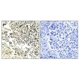 Immunohistochemistry - Anti-IkappaB-alpha Antibody (B1053) - Antibodies.com