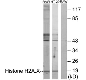 Western Blot - Anti-Histone H2A.X Antibody (B7106) - Antibodies.com