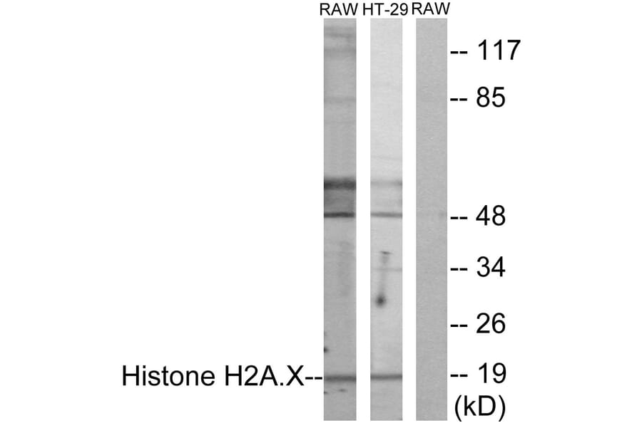 Western Blot - Anti-Histone H2A.X Antibody (B7106) - Antibodies.com