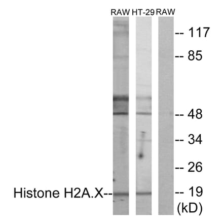 Western Blot - Anti-Histone H2A.X Antibody (B7106) - Antibodies.com