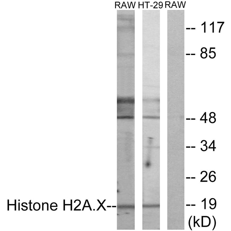 Western Blot - Anti-Histone H2A.X Antibody (B7106) - Antibodies.com