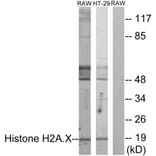 Western Blot - Anti-Histone H2A.X Antibody (B7106) - Antibodies.com