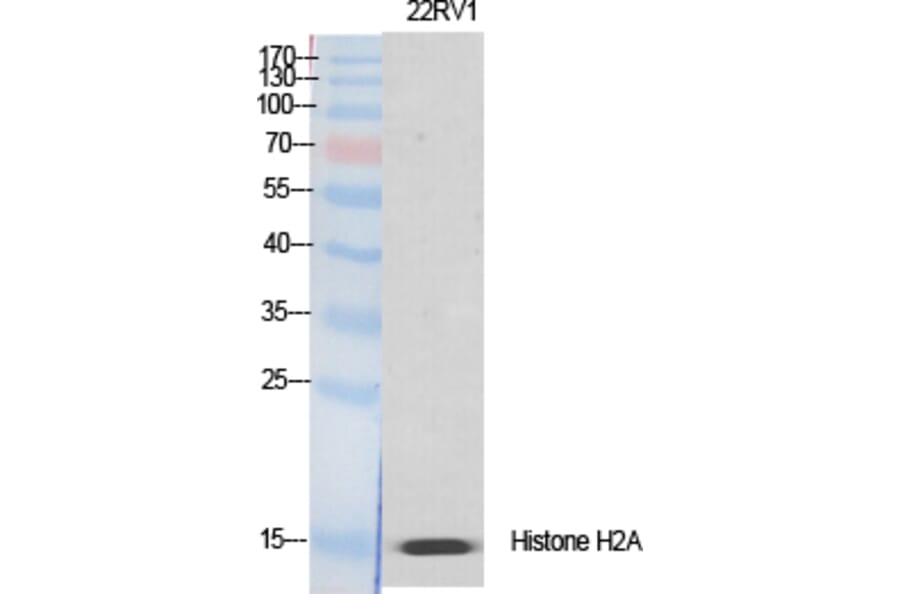 Western Blot - Anti-Histone H2A.X Antibody (B7106) - Antibodies.com