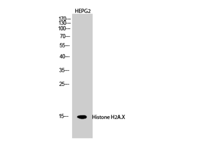 Western Blot - Anti-Histone H2A.X Antibody (B7106) - Antibodies.com
