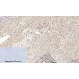 Immunohistochemistry - Anti-Histone H2A.X Antibody (B7106) - Antibodies.com