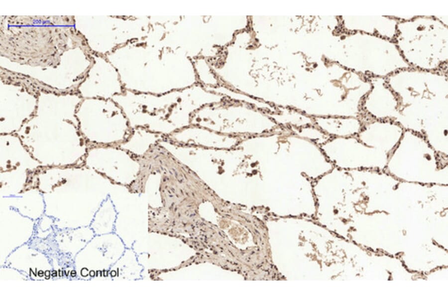 Immunohistochemistry - Anti-Histone H2A.X Antibody (B7106) - Antibodies.com