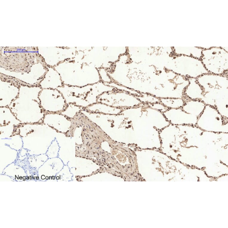 Immunohistochemistry - Anti-Histone H2A.X Antibody (B7106) - Antibodies.com