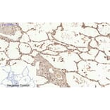 Immunohistochemistry - Anti-Histone H2A.X Antibody (B7106) - Antibodies.com