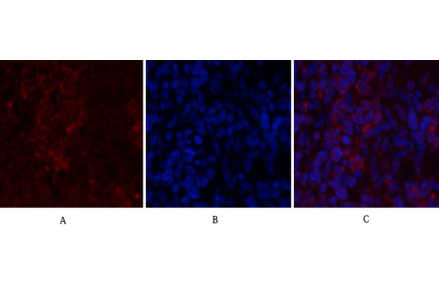 Immunofluorescence - Anti-Histone H2A.X Antibody (B7106) - Antibodies.com