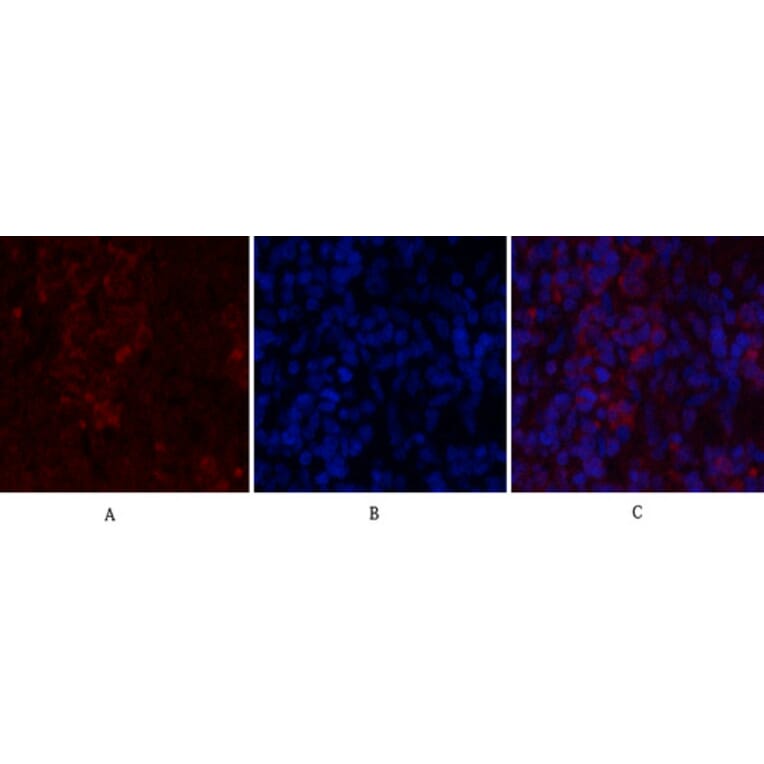 Immunofluorescence - Anti-Histone H2A.X Antibody (B7106) - Antibodies.com