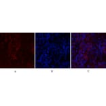 Immunofluorescence - Anti-Histone H2A.X Antibody (B7106) - Antibodies.com