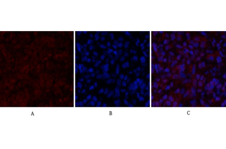Immunofluorescence - Anti-Histone H2A.X Antibody (B7106) - Antibodies.com