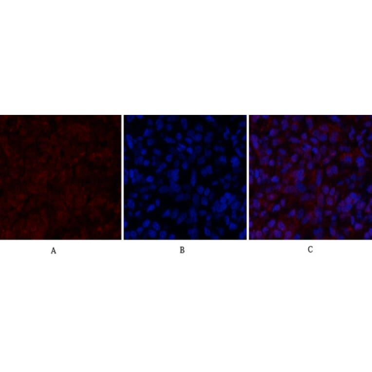 Immunofluorescence - Anti-Histone H2A.X Antibody (B7106) - Antibodies.com