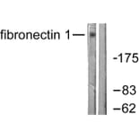 Western Blot - Anti-Fibronectin 1 Antibody (C0195) - Antibodies.com