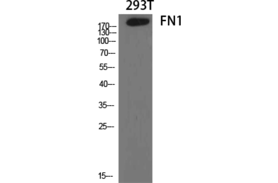 Western Blot - Anti-Fibronectin 1 Antibody (C0195) - Antibodies.com