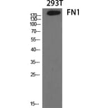 Western Blot - Anti-Fibronectin 1 Antibody (C0195) - Antibodies.com