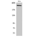 Western Blot - Anti-Fibronectin 1 Antibody (C0195) - Antibodies.com