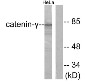 Western Blot - Anti-Catenin-gamma Antibody (C0138) - Antibodies.com