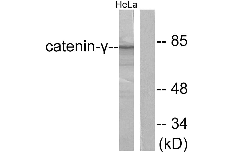 Western Blot - Anti-Catenin-gamma Antibody (C0138) - Antibodies.com