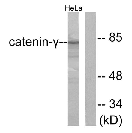 Western Blot - Anti-Catenin-gamma Antibody (C0138) - Antibodies.com
