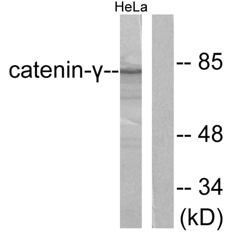 Western Blot - Anti-Catenin-gamma Antibody (C0138) - Antibodies.com